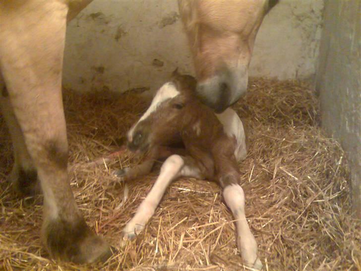 Anden særlig race  Bavnshøj´s Marki  (Død) billede 5