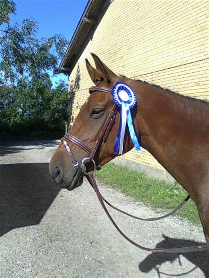 Trakehner Florentine SOLGT - Florentine 2. plads LC1 billede 5