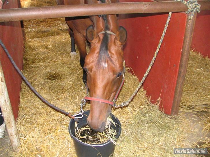 Trakehner Florentine SOLGT - Florentine til staævne i Dronninglund august ´07 billede 7