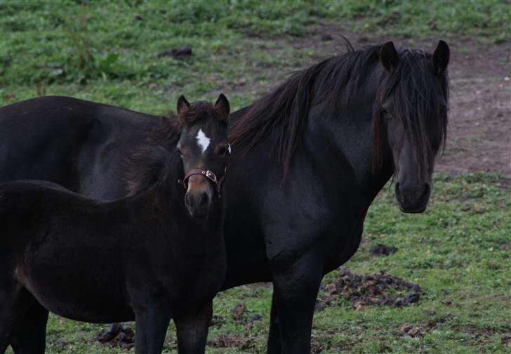 Welsh Cob (sec D) Åvangs Chess - Fotograf: Mig selv.. billede 13