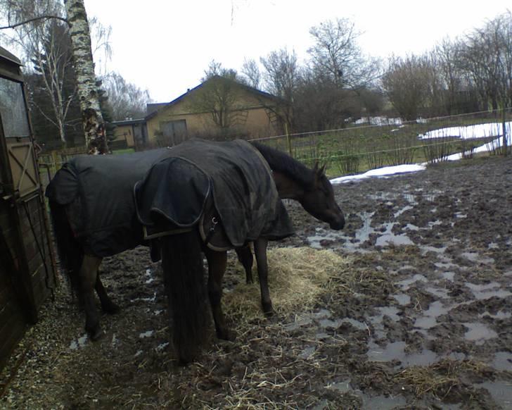 New Forest Kikkenberg's Rikki *SOLGT - Rikki & Robin på marken ved efterårs tid .. billede 10