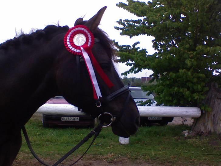 New Forest Kikkenberg's Rikki *SOLGT - Smukke & søde Rikki har vundet en 1. plads .. billede 11