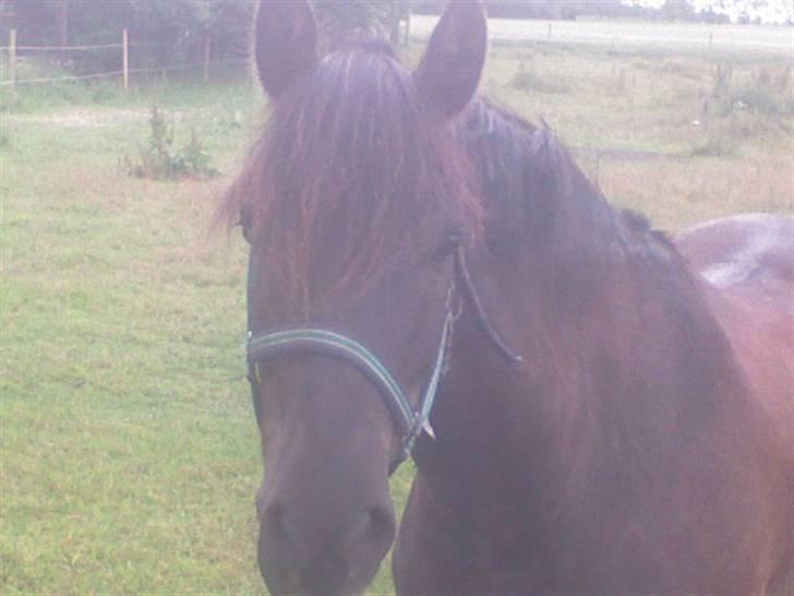 New Forest Kikkenberg's Rikki *SOLGT - Lidt lyst, Rikki på marken .. billede 13