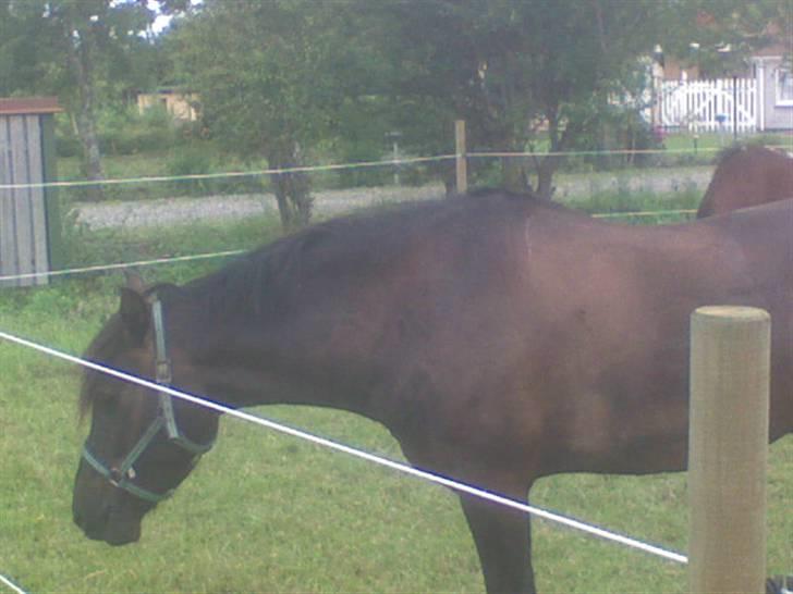 New Forest Kikkenberg's Rikki *SOLGT - Jeg skal lige have lidt græs .. billede 14