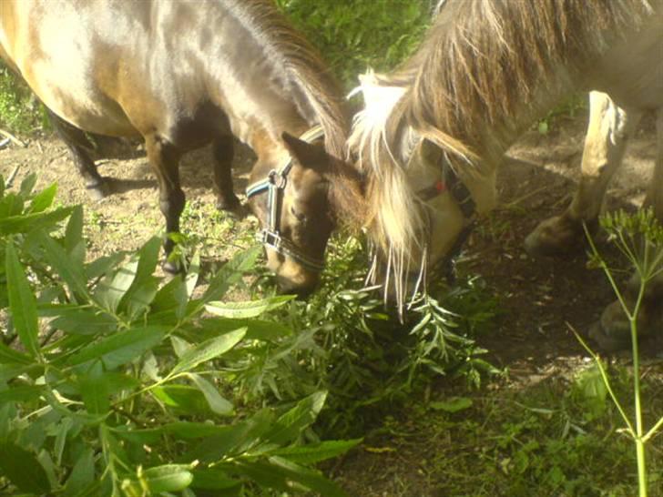 Fjordhest Fleur billede 8