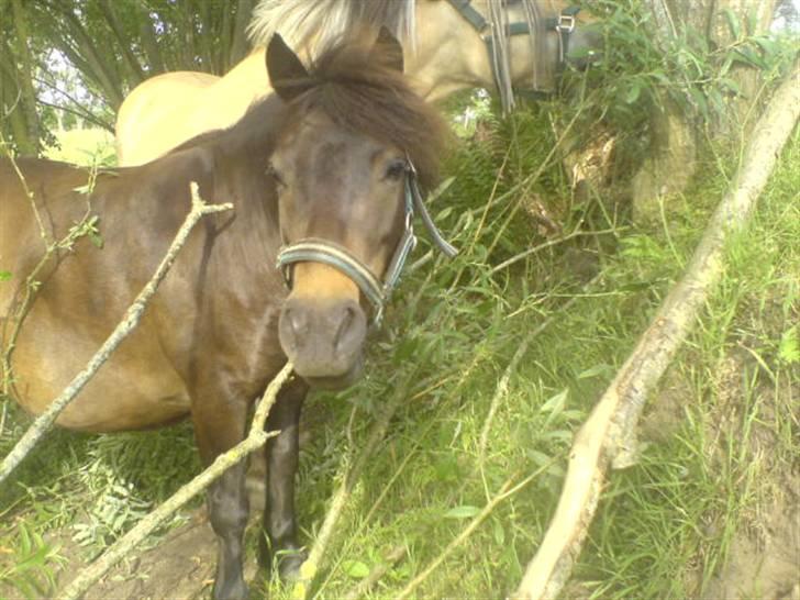 Shetlænder Tarzan billede 4