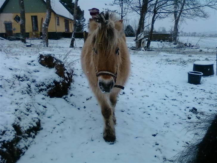 Fjordhest Fleur billede 9