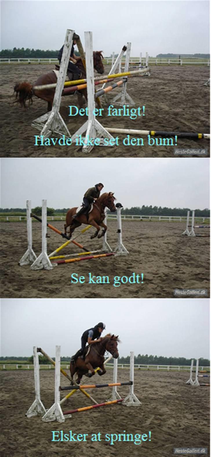 Anden særlig race Sebastian - Se kan godt springe selvom jeg er en dressur hest!! (En af de første gange kan springer med Jeff) billede 15