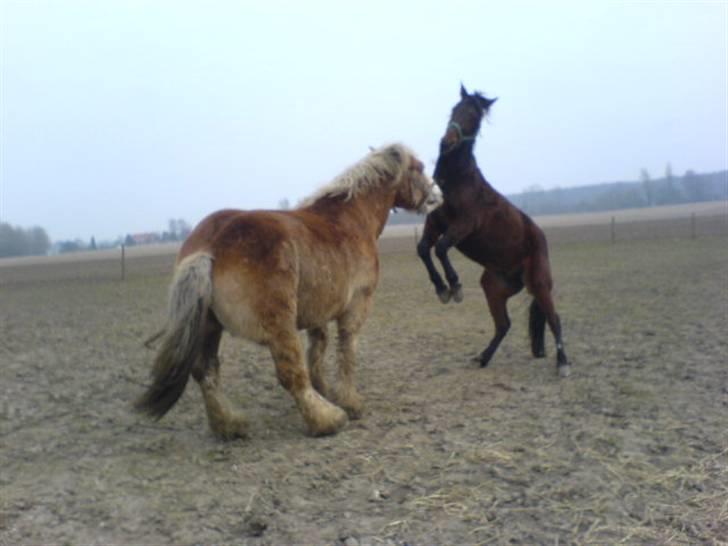 Traver mao seat (gammel part) - haha , det tør i andre ikk .. billede 7