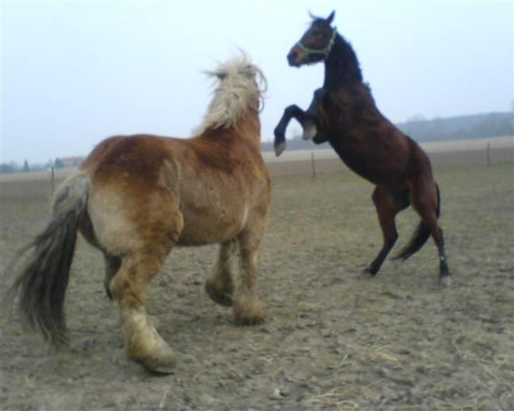 Traver mao seat (gammel part) - er ikk bange for de store ..! =D billede 8