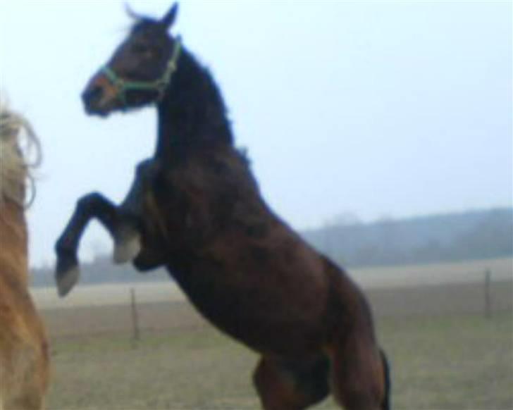 Traver mao seat (gammel part) - se hvor jeg er ..!! billede 9