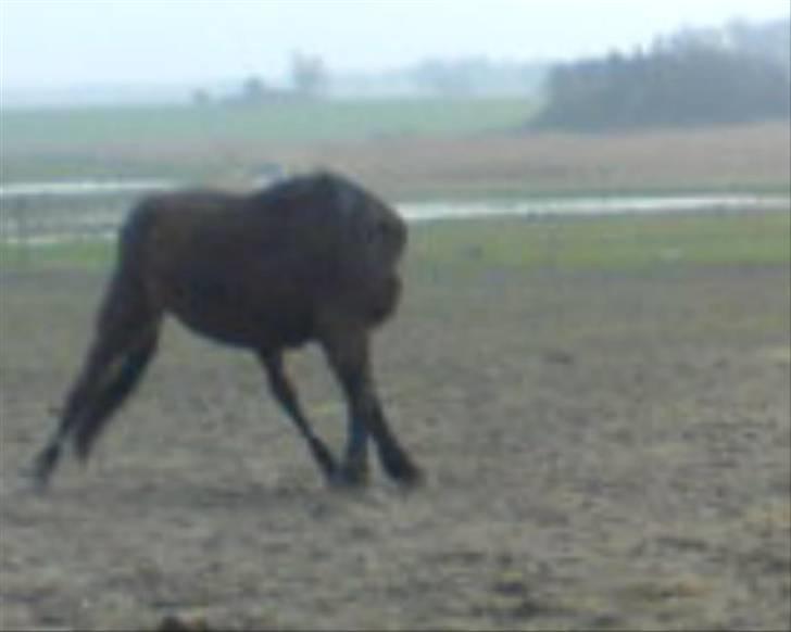 Traver mao seat (gammel part) - Mao taber hovedet på folden .. :D billede 10