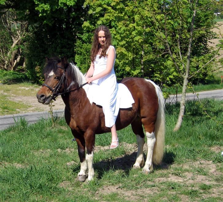 Anden særlig race Maj Rose - Ikke part mere billede 1