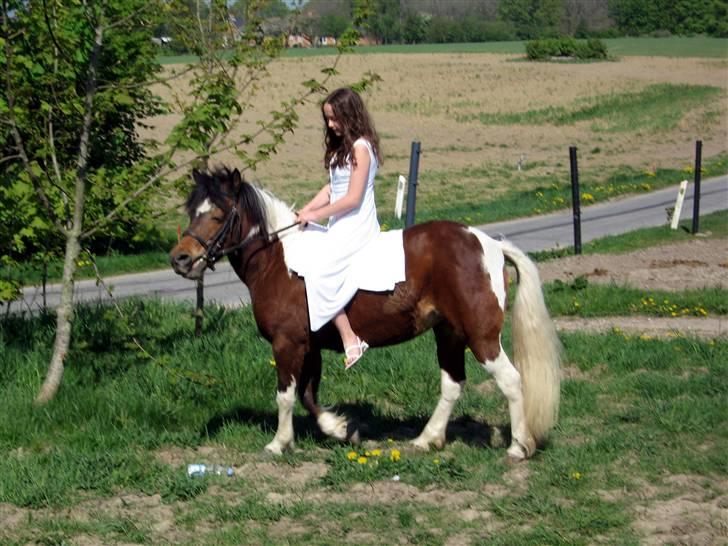 Anden særlig race Maj Rose - Ikke part mere billede 3