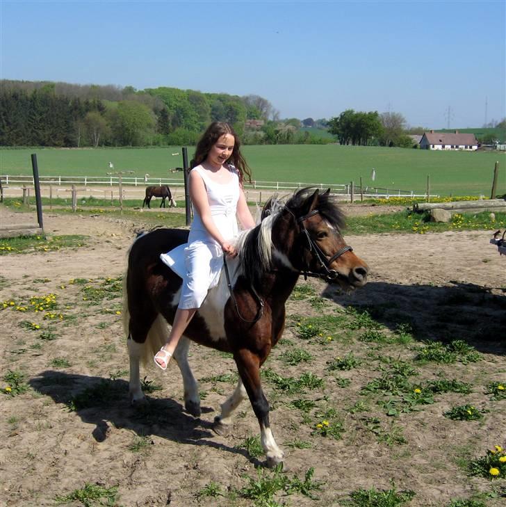 Anden særlig race Maj Rose - Ikke part mere billede 4