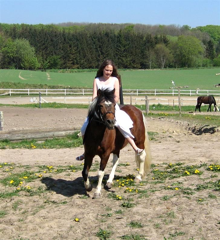 Anden særlig race Maj Rose - Ikke part mere billede 5