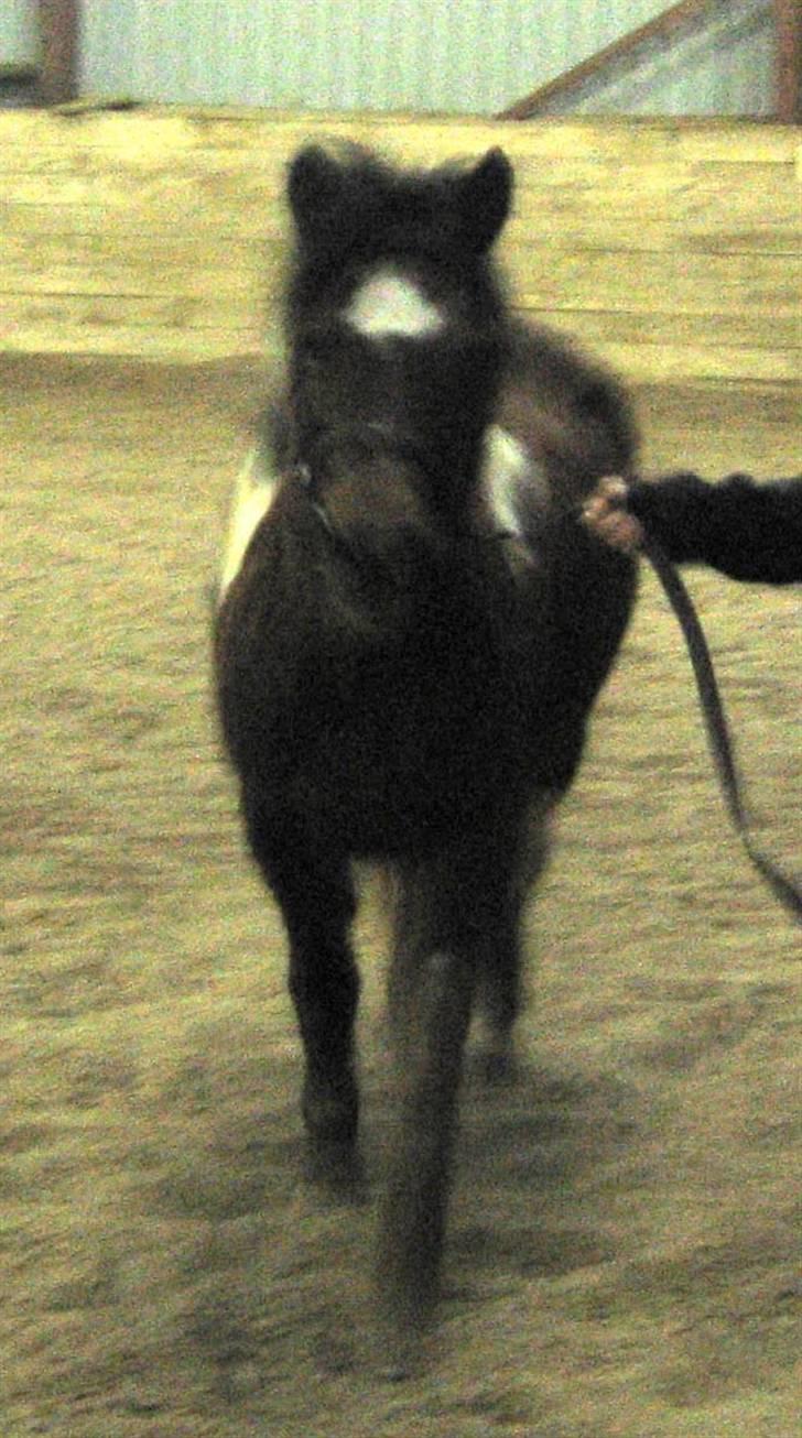 Anden særlig race Maj Rose - Ikke part mere billede 6