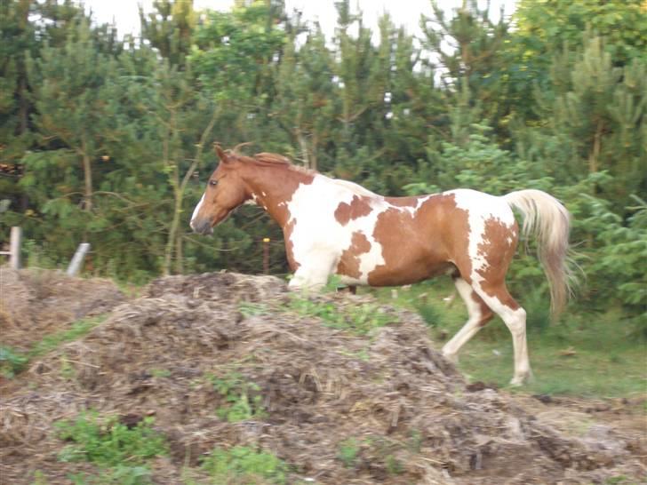 Pinto Janus21 billede 16