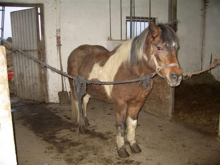 Anden særlig race Maj Rose - Ikke part mere - Indenfor efter en rulletur i muderet på marken. billede 9