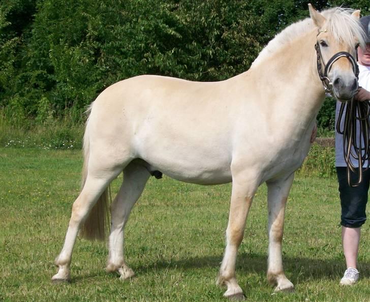 Fjordhest Lyrik Godthaab  - Lyrik er ude at gå tur. juni 08 billede 6