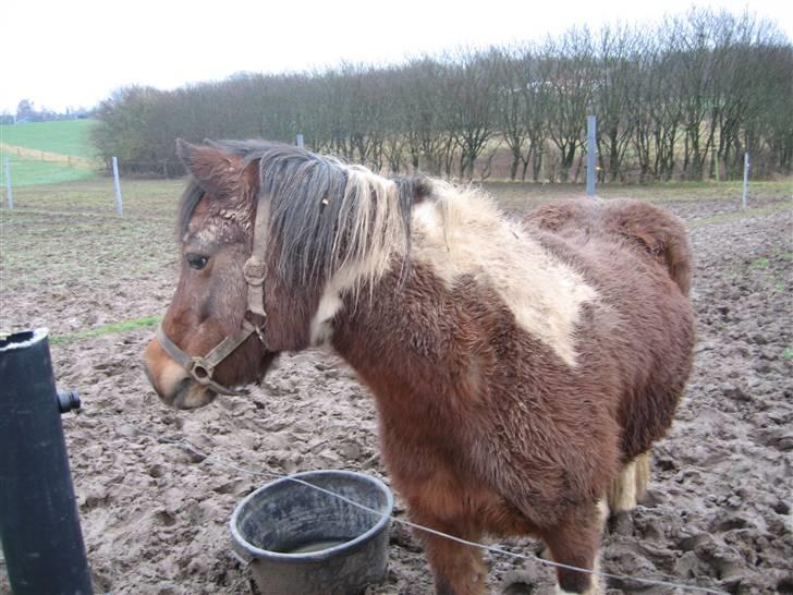 Anden særlig race Maj Rose - Ikke part mere - Første gang jeg var ude og se på hende billede 10