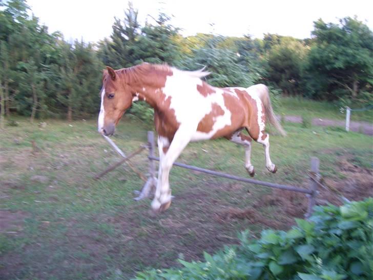 Pinto Janus21 billede 17