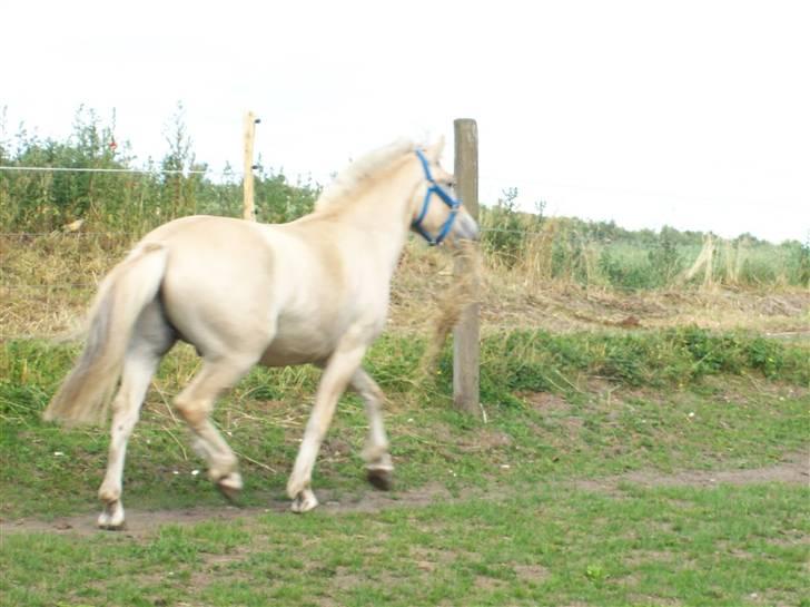 Fjordhest Lyrik Godthaab  - Lyrik leger... maj 08 billede 9