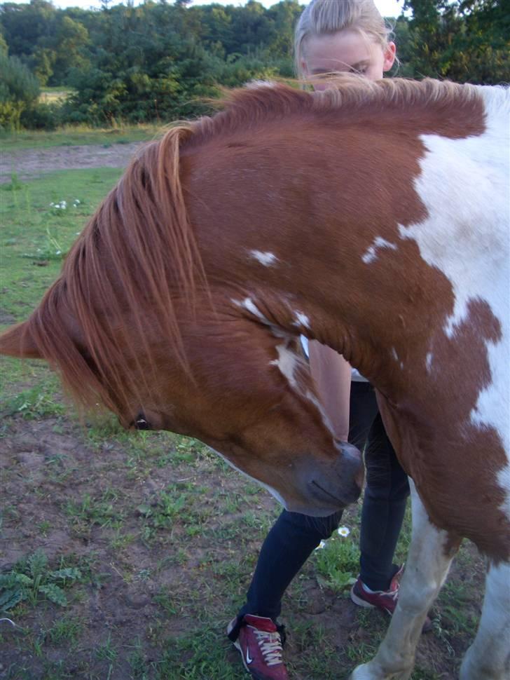 Pinto Janus21 billede 18