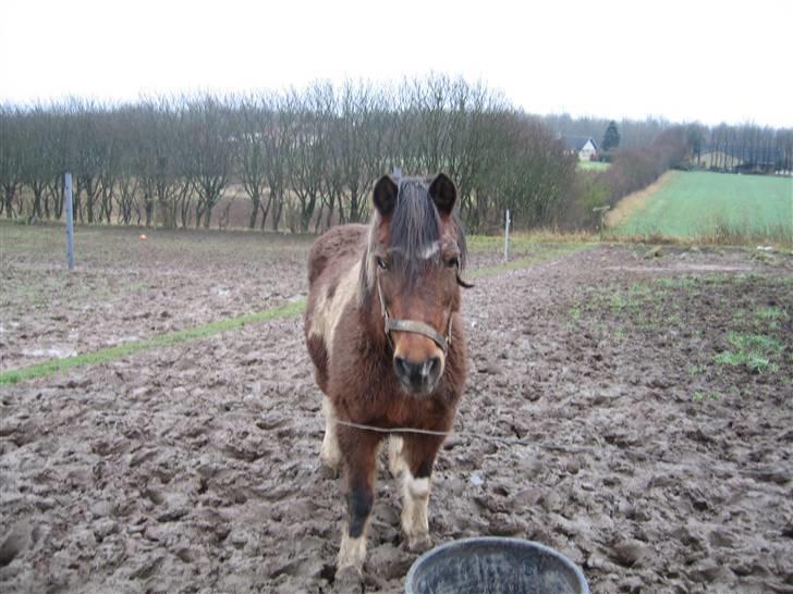 Anden særlig race Maj Rose - Ikke part mere - Også første gang billede 11