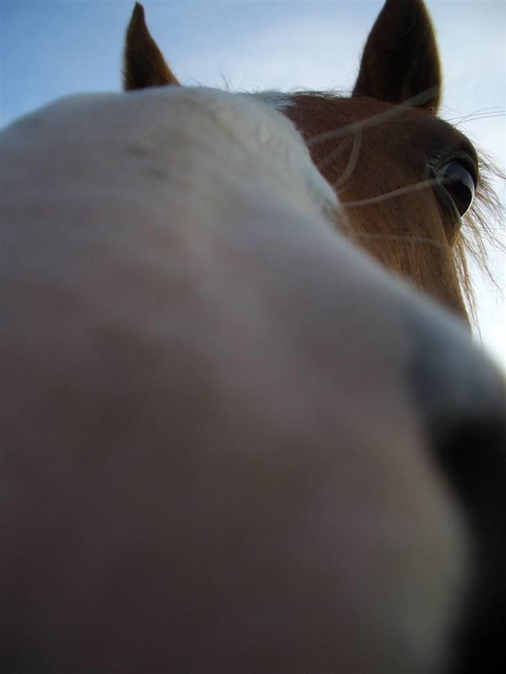 Pinto Janus21 billede 19