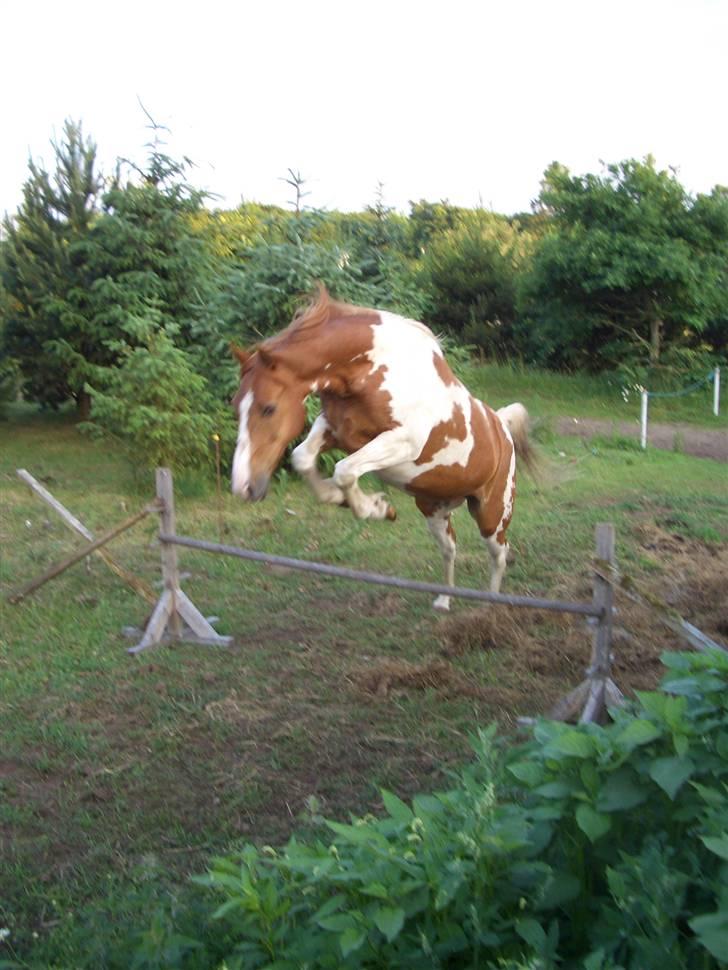 Pinto Janus21 billede 20