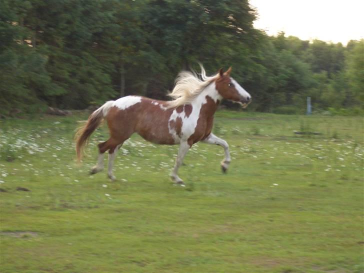 Pinto sara billede 15