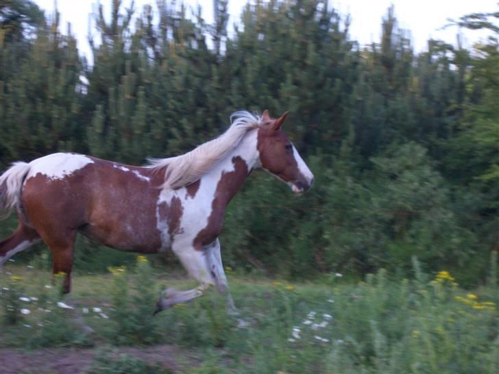 Pinto sara billede 16