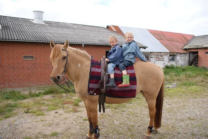 Anden særlig race Topsy *død* Savnes - Birk og Tristan er ude på tur på Topsy. billede 1