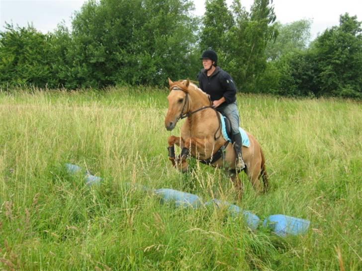 Anden særlig race Topsy *død* Savnes - Her springer vi over tønder. Min første spring i 5 år!!! billede 4