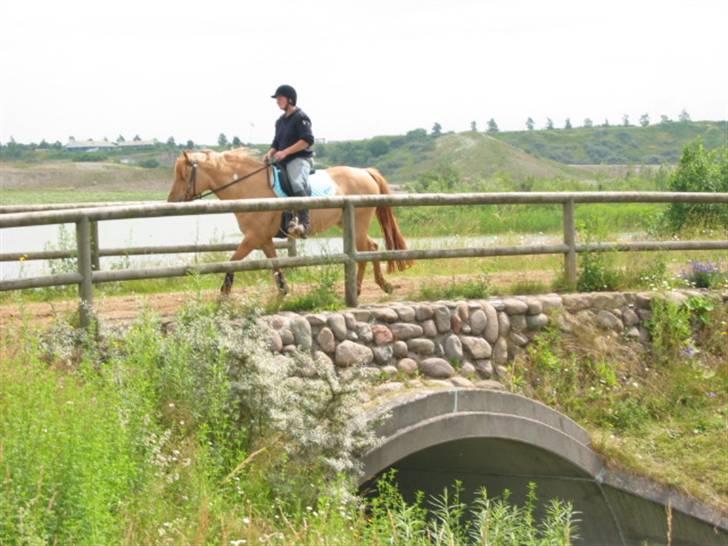 Anden særlig race Topsy *død* Savnes - Over broen i skridt. billede 5