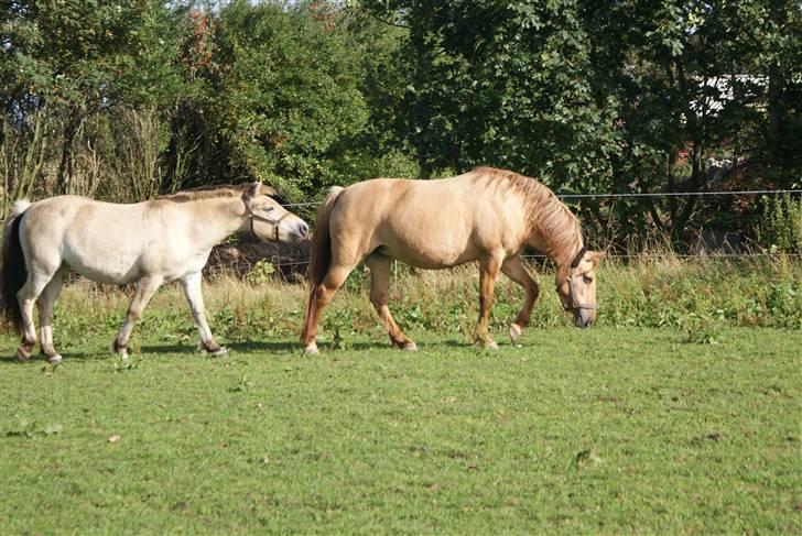 Anden særlig race Topsy *død* Savnes - NYT  SEP 2009: Topsy på fold med en artsfælde, bemærk hvem der er størst.... billede 6