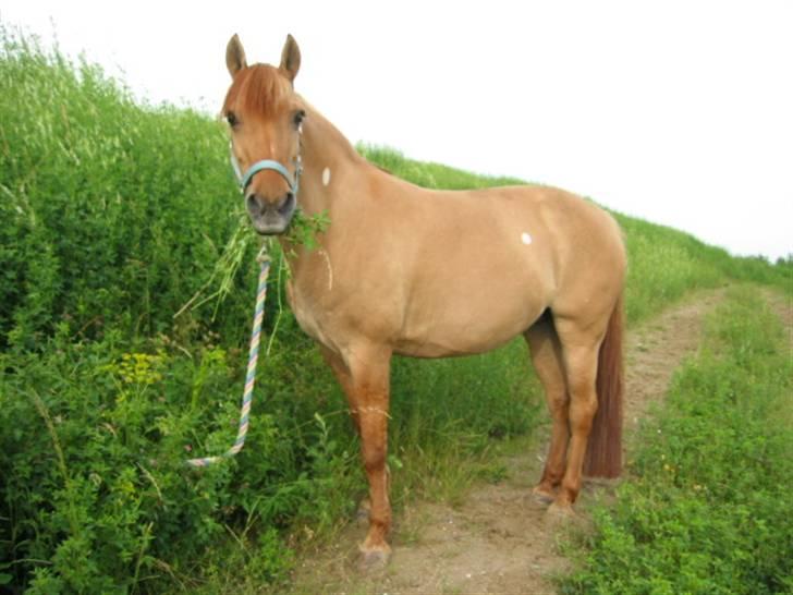 Anden særlig race Topsy *død* Savnes - Weeh.... Hun er bare så sød billede 7