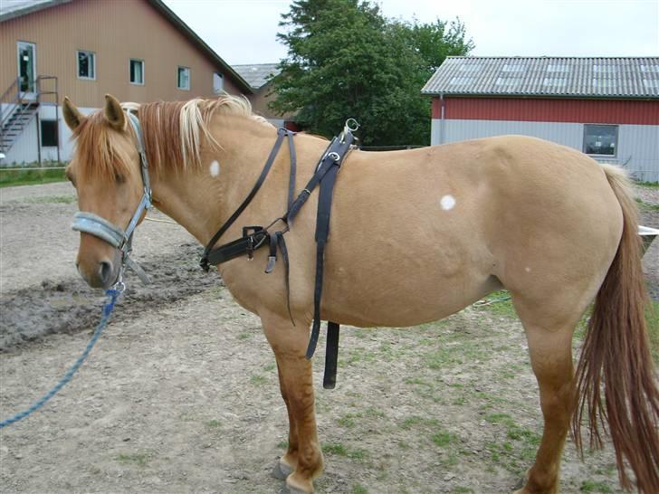 Anden særlig race Topsy *død* Savnes - Hov, frederikke og jeg lavede sjov med en køresele og alle gårdens heste he he billede 10