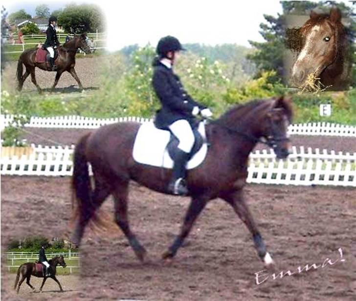 New Forest Emma - Fine Emma :) billede 12