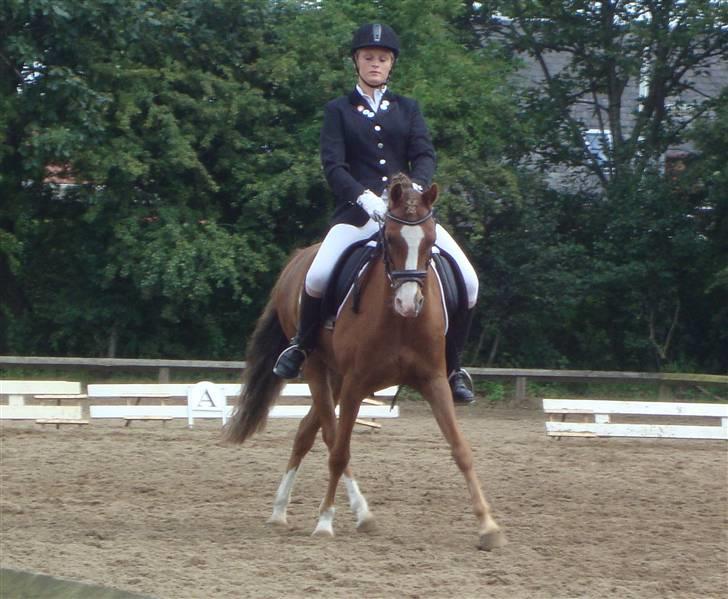 Welsh Pony (sec B) Låddenhøjs Swingboy SOLGT - pony uge 09 her i en flot schenkel !den pony kan flytte fusserne! billede 2