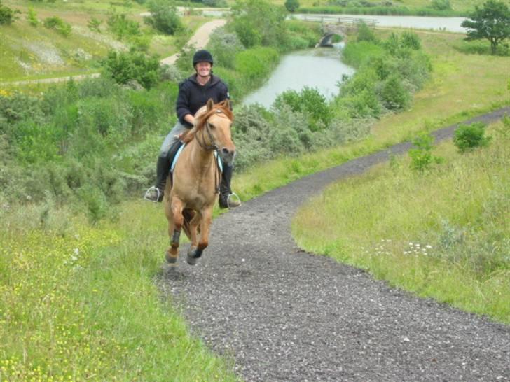 Anden særlig race Topsy *død* Savnes - Galop op af bakke billede 14