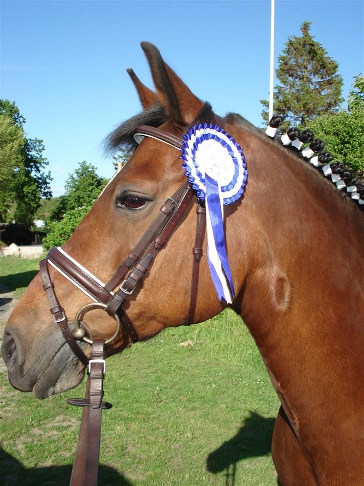 Anden særlig race Daniella - Himmelhest 21.nov. 2012 - en flot 2. plads til agility stævne.. billede 9