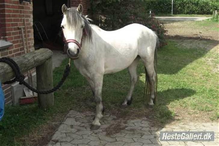 Welsh Mountain (sec A) Silver Sprite "naboens"<3 - stævne.. BILLEDERENE MÅ IKKE KOPIRES UDEN TILLADELSE. tak :D billede 1