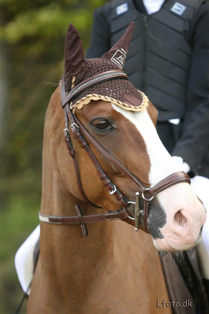 New Forest Prins (Magnus) SOLGT :(  - på mors (:  billede 1