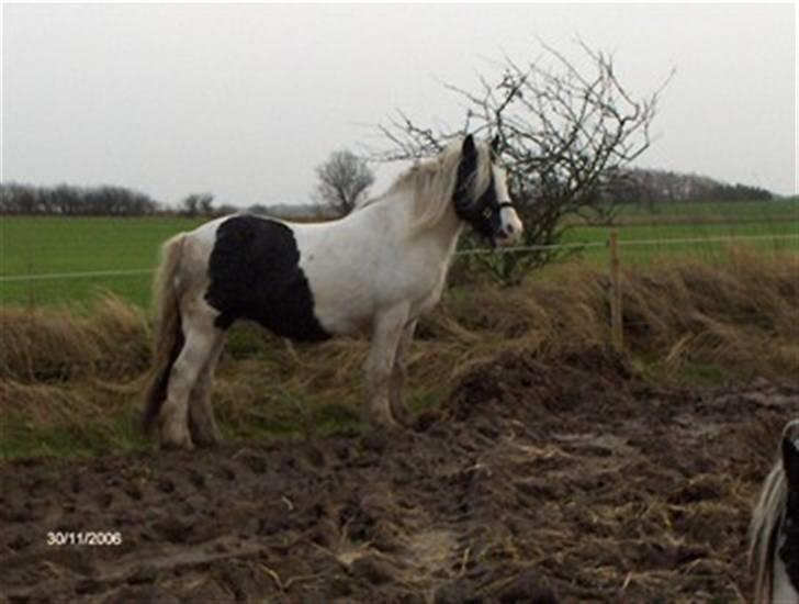 Irish Cob Øster Bouets Tara billede 5