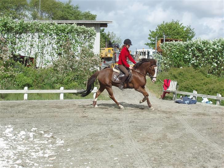 New Forest Prins (Magnus) SOLGT :(  billede 7