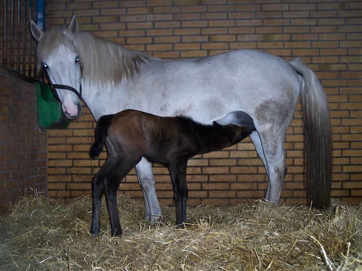 New Forest Kildemarken New Wed Fiona - igen (: årrrh, jeg li sulten.  billede 15