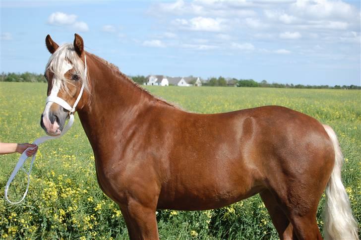 Welsh Cob (sec D) Lillelund's Miss Harmonie - Brovst Plageskue 2007 billede 7