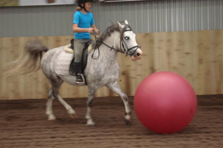 Anden særlig race Stabygårds Atilla (solgt)  R.I.P :( billede 8